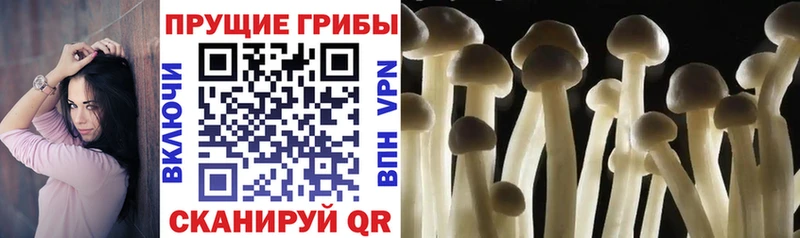 как найти Бокситогорск Псилоцибиновые грибы ЛСД